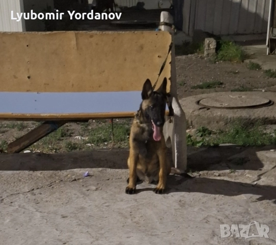 Белгийска малиноа 5 месеца, снимка 3 - Белгийска овчарка - 52382790