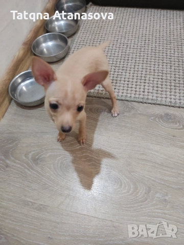 Продавам мини пинчер , снимка 2 - Пинчер - 52531711