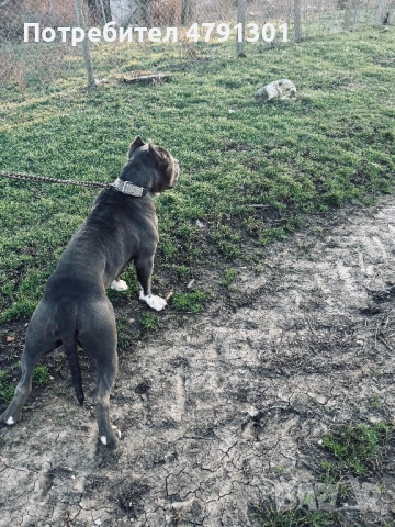 Мъжки Bully Line Pit (Pit40%/Bully60% Mix) за разплод. , снимка 3 - Питбул - 54136845