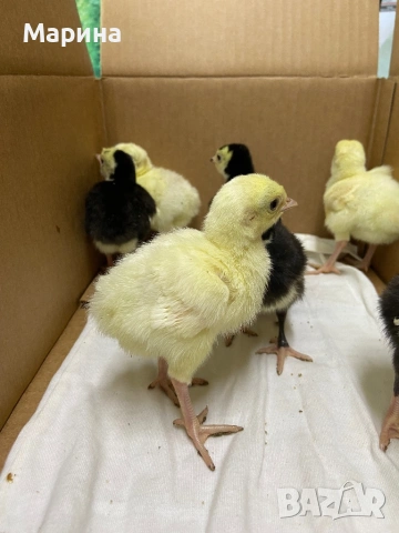 Пуйчета, снимка 6 - Кокошки и пуйки - 54317132