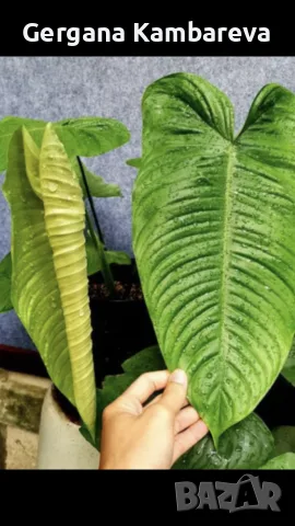 Philodendron Tenue , снимка 5 - Стайни растения - 56086824