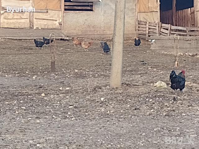Домашни кокошки, снимка 2 - Кокошки и пуйки - 44620525