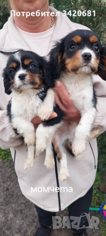 Кавалер кинг чарлз шпаньол , снимка 5 - Кавалер кинг чарлз шпаньол - 52989597