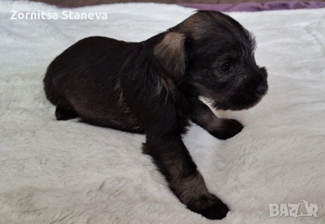 Мини (цверг) шнауцери, снимка 4 - Други - 54016098