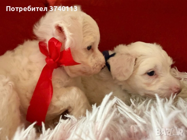 Китайско качулато куче (голо), снимка 10 - Други - 52849634