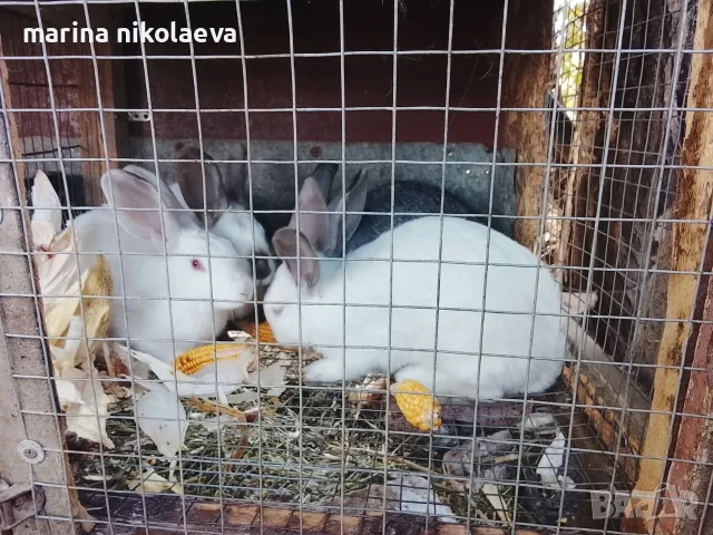Свободни  зайци 