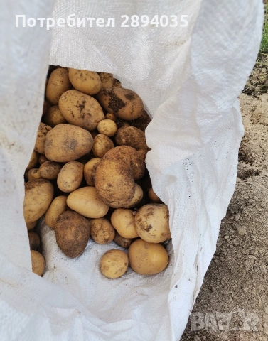 картофи за консумация и семе 