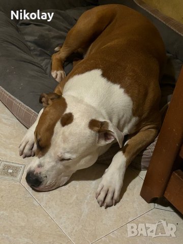 Търси женска. Американски питбул., снимка 4 - Питбул - 42910878