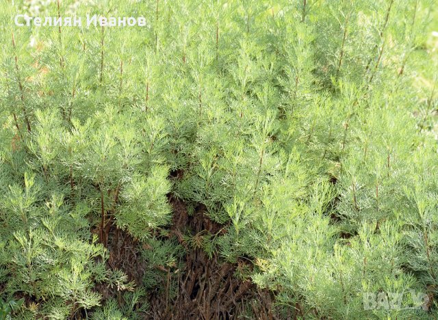 Лечебен пелин, храстовиден пелин (Artemisia abrotanum), снимка 2 - Градински цветя и растения - 37505802