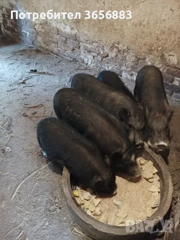 Продавам пръч и ярета, снимка 2 - Кози - 56453825