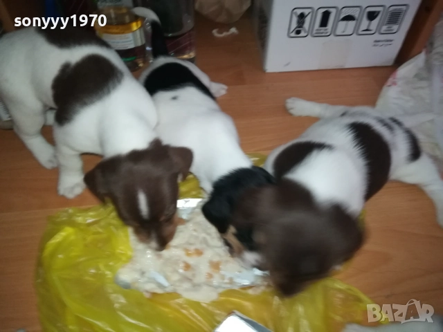 джак ръсел-кученце по избор 250лв за брой 1809250756, снимка 18 - Джак ръсел териер - 51752344