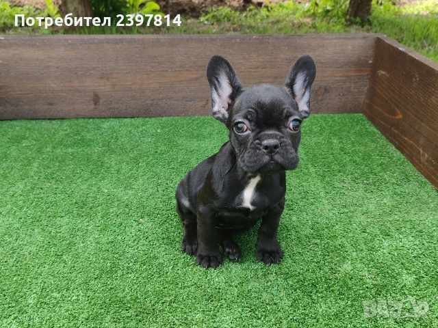 Френски булдог , снимка 7 - Френски булдог - 53832556