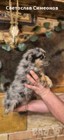 Мини померански шпиц и 2 бр пинчери, снимка 9 - Пинчер - 52832815