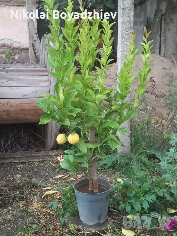 Продавам лимони, снимка 2 - Стайни растения - 42386341