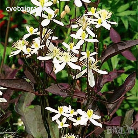 Clematis Recta purpurea(Клематис Ректа пурпурея), снимка 1 - Градински цветя и растения - 44584918