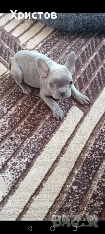 Френски булдог бебета ( Флуфи кариар и вижуал Флуфи), снимка 8 - Френски булдог - 49403264