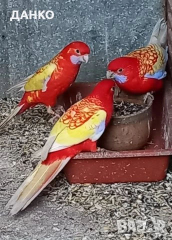 ПОСЛЕДНИ СВОБОДНИ ПЕНАНТОВИ РОЗЕЛИ-МУТАЦИЙ., снимка 8 - Папагали - 46568545