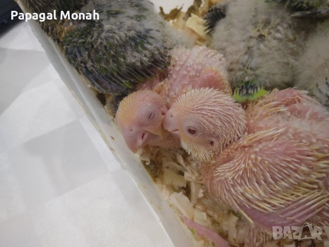 Ръчно хранени папагали Монах