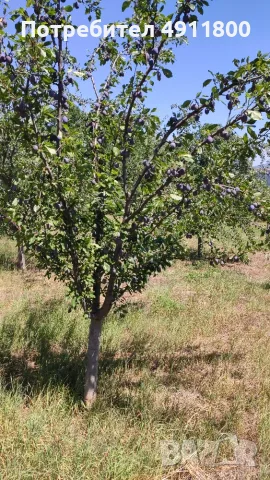  Продавам сини сливи Стенлей, снимка 2 - Градински цветя и растения - 55964079
