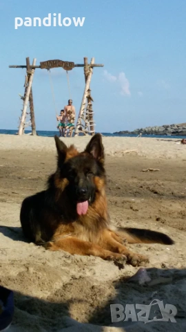 Немска овчарка си търси приятелка, снимка 10 - Немска овчарка - 51233977