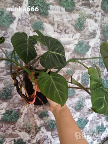 Филодендрон зебра 