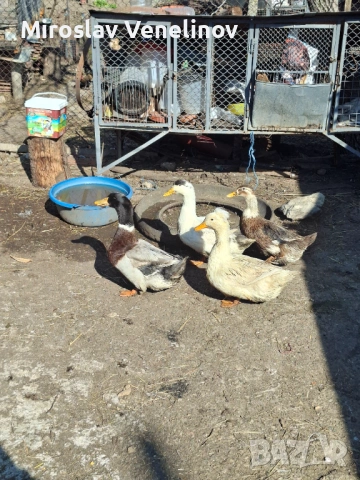 Продавам оплодени яйца от патиците на снимките, снимка 5 - Патици и гъски - 53891477