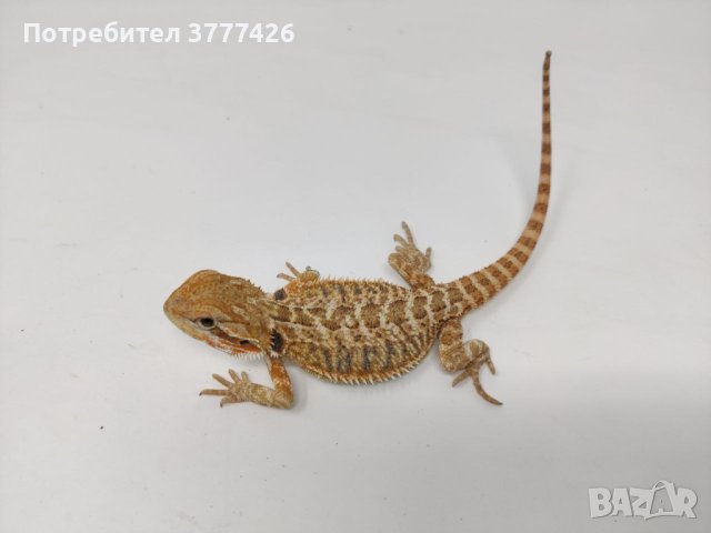 Брадата агама / Pogona vitticeps, снимка 1 - Други - 42266337