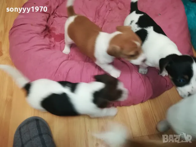 ДЖАК РЪСЕЛ БЕБЕТА 2025-ТА 3001251931, снимка 3 - Джак ръсел териер - 48897880