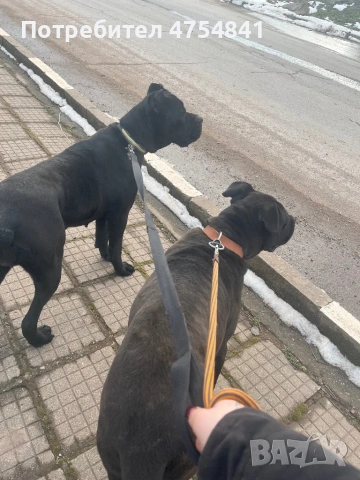 Бебета кане корсо , снимка 4 - Кане корсо - 54263726