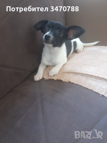 Чихуахуа , снимка 9 - Чихуахуа - 52774225