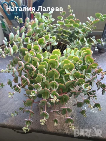Седум Сиеболди, Sedum sieboldii, снимка 3 - Стайни растения - 55908206