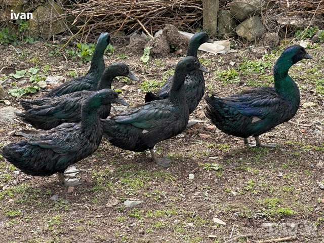 Патици Каюги , снимка 8 - Патици и гъски - 53903453