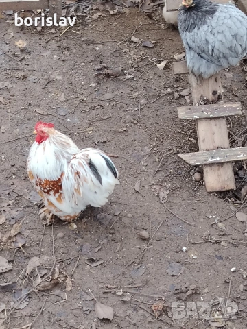 Продавам яйца за лупене от мини кохин, снимка 6 - други­ - 54335992