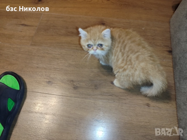 Женско екзотично персийско коте на 4 месеца., снимка 8 - Персийска - 51485263