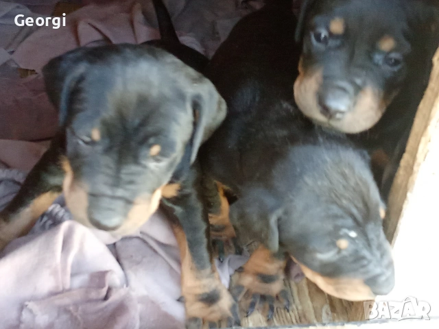 Продавам 6 бр. малки кучета ягтериери., снимка 10 - Ягдтериер - 53265603