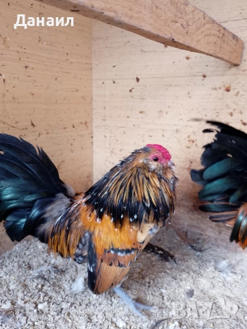 Антверпенска брадата бантамка, снимка 4 - други­ - 53381041