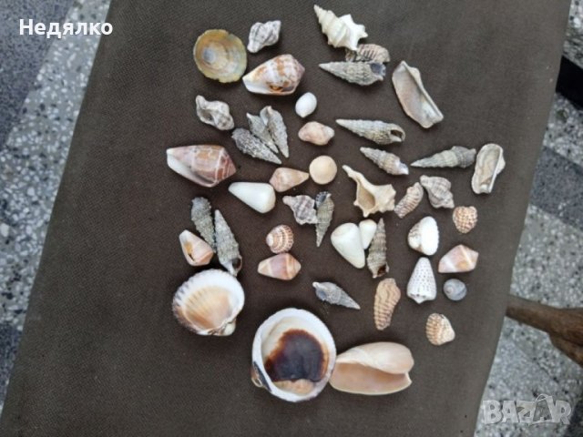 Колекция 45бр рапани и миди, снимка 4 - Колекции - 37179955