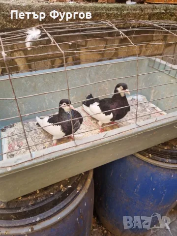 продавам чифт акмани