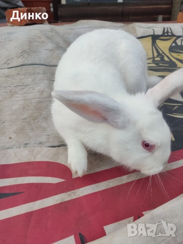 Продавам зайци , снимка 4 - Други - 52654279
