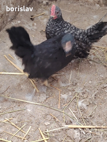 Продавам чифт шабо, снимка 3 - други­ - 54335999