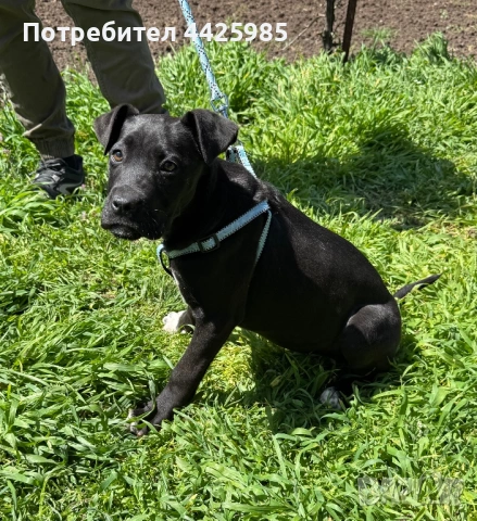 Cane Corso , снимка 6 - Кане корсо - 54327985