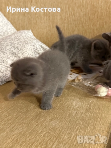 Малки клепоухи Британчета, снимка 11 - Британска късокосместа - 52920418