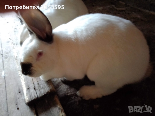 заици за разплод , снимка 2 - Кокошки и пуйки - 52855620