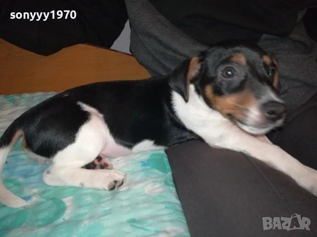 АЗ СЪМ КИКИ ОТ ВИДИН-ДЖАК НА 3 МЕСЕЦА-ВАШЕТО КОЛЕДНО КУТРЕ 3011251706, снимка 3 - Джак ръсел териер - 52594050