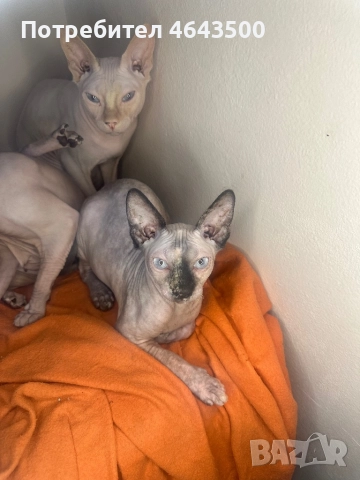 Канадски сфинкс женски на 5 месеца, снимка 10 - Сфинксове - 52383325