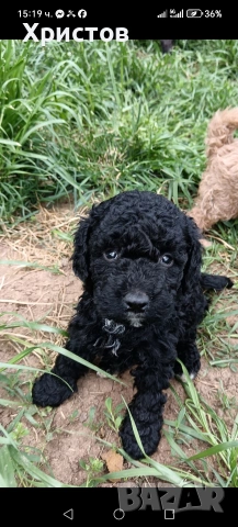 мини пудел бебета 