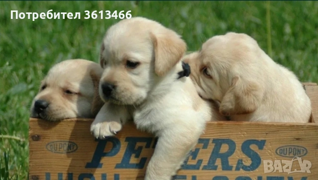 Лабрадор ретривър чистокръвни