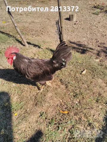  Петел Черен Легхорн Leghorn, снимка 7 - други­ - 55251872