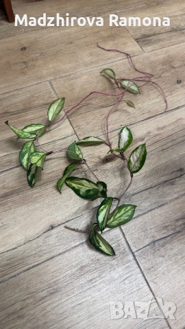 Hoya Хоя Carnosa crimson princess 