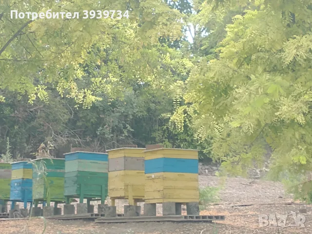 Продавам натурален пчелен мед , снимка 3 - Пчелни продукти - 55880625